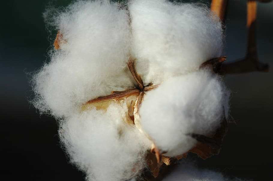 Combed cotton